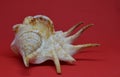 Marine conch profile view on red background